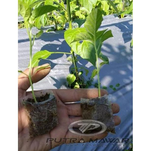 Bisa Cod Polybag Semai 6X7 Plastik Semai/Polybag Benih 1Ikat= 800Pcs .Polibeg/Polibag/Polibeg Cabai 