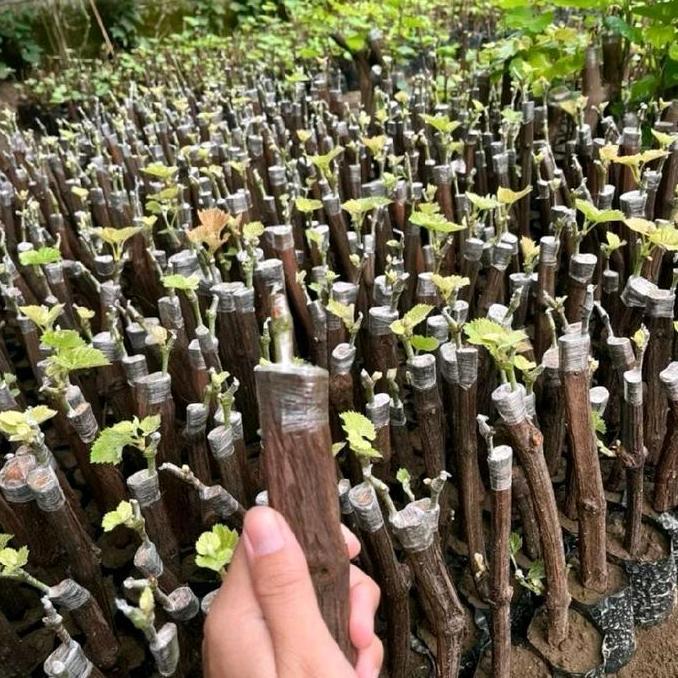 Benih cutting anggur import (1 paket dapat 5)