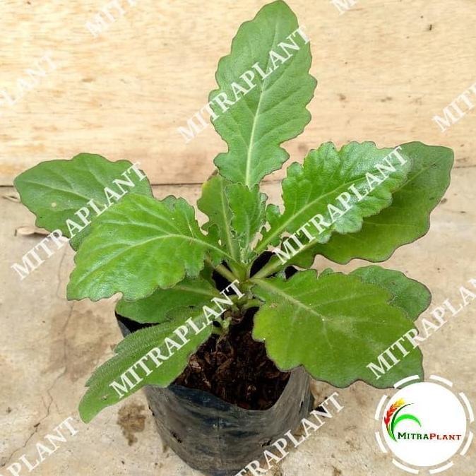 Bibit Tanaman Daun Dewa - Pohon Daun Dewa - Tanaman Herbal
