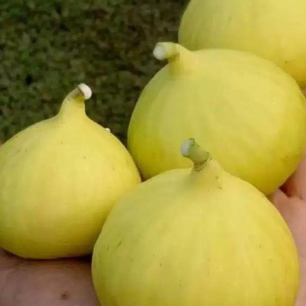 bibit buah tin FC yellow banyuwangi