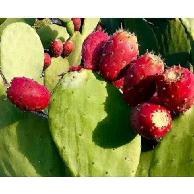 BIBIT KAKTUS BARSUMI BUAH SIAP TANAM ( OPUNTIA FICUS INDICA ) pele bat paranet anti benih poh alpuka