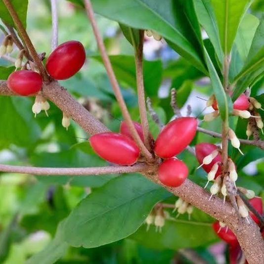 Bibit Miracle Fruit kondisi sudah berbuah/berbunga