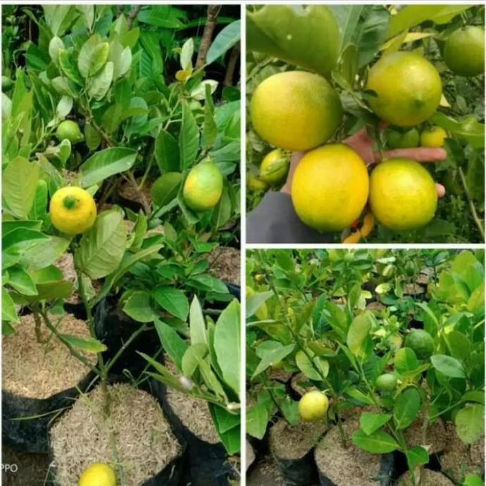 Bibit jeruk lemon California