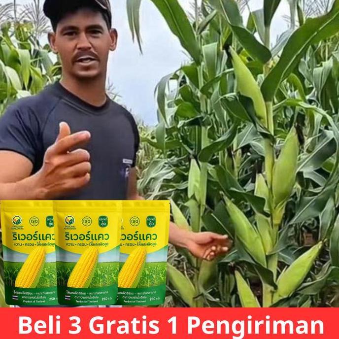 Benih Jagung Manis Thailand (Beli 3 Gratis 1) / Benih F1 Standar
