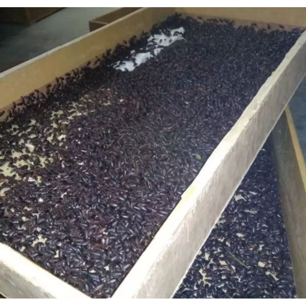 indukan, kepik ulat hongkong siap produksi  1gelas