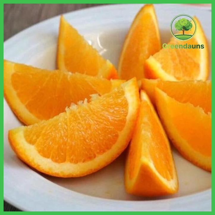 BIBIT JERUK SUNKIST MADU RIMBUN BERBUAH ATAU BERBUNGA TAMAN TANAMANA BIBIT PEKARANGAN HIASAN BUAH BU