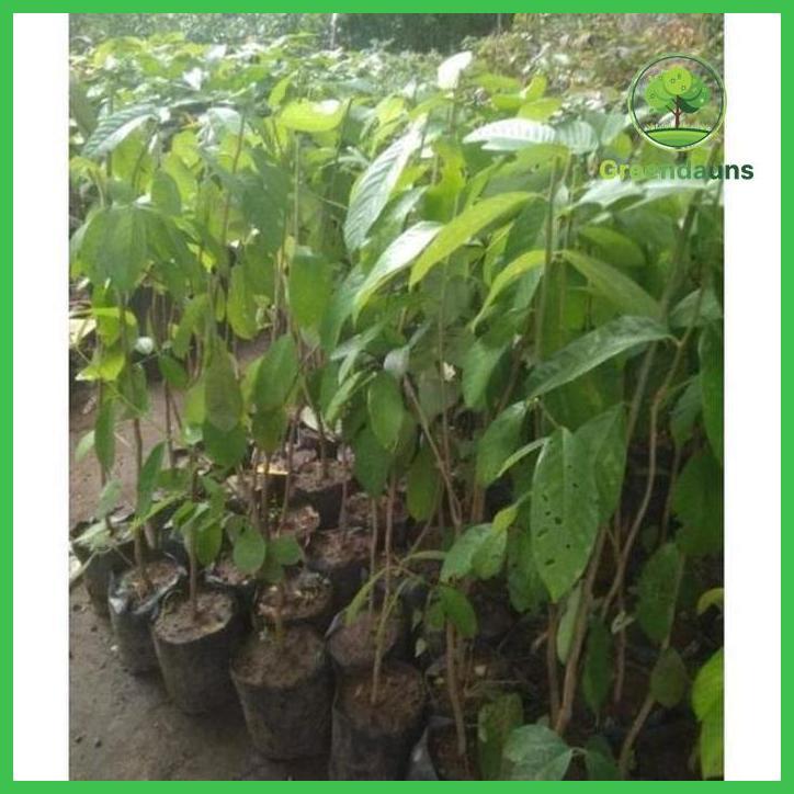 OBRALL BIBIT TANAMAN BUAH LOBI LOBI BUAH LOBA LOBI LANGKA FRESS TAMAN TANAMANA BIBIT PEKARANGAN HIAS