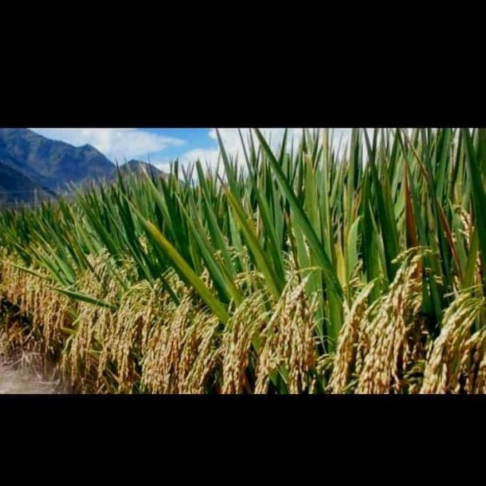 New- benih padi mapan 05