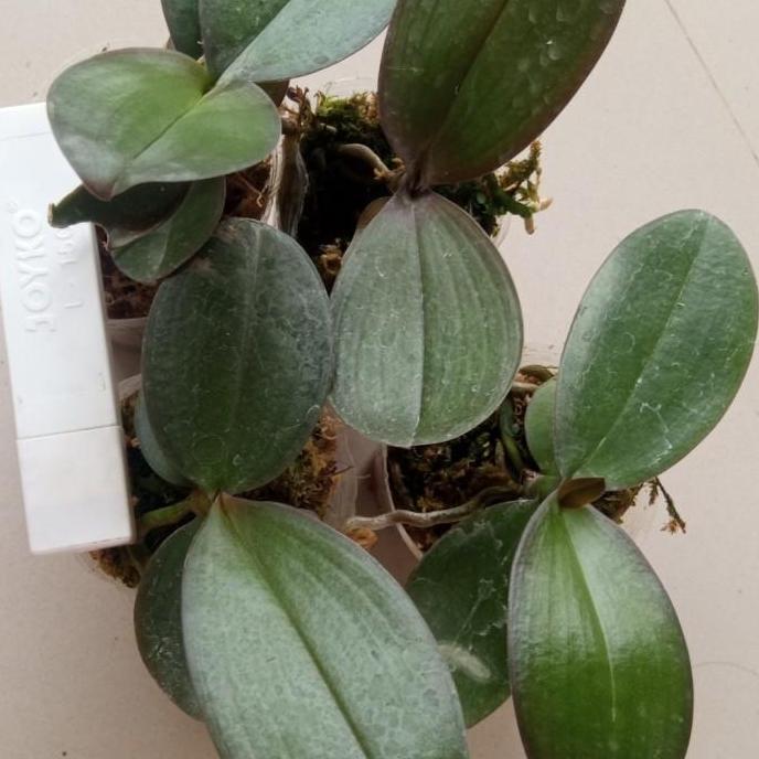 New- paket anggrek murah 10 Seedling anggrek bulan