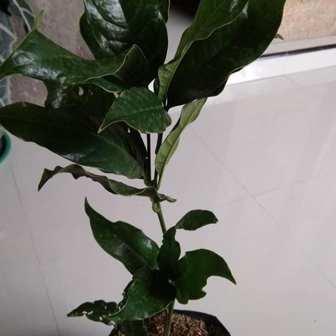 New- tanaman bunga cempaka kuning gondok wangi