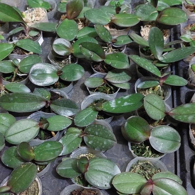 New- bibit anggrek bulan bunga jumbo