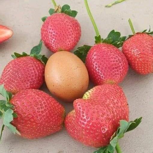 New- Bibit Strawberry Juba ( Original Jumbo x Bali )