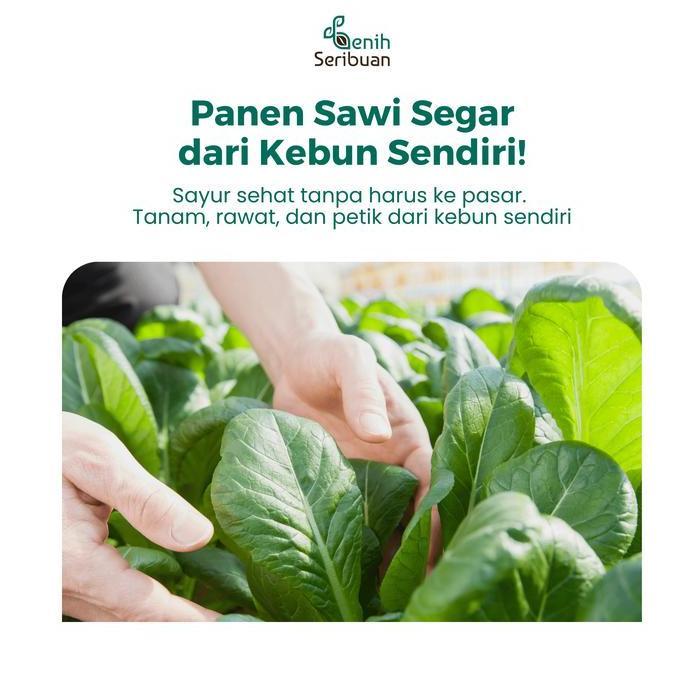 Benih Sawi & Sayuran Hidroponik
