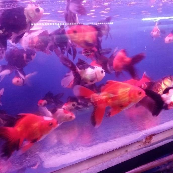 Harga Miring Ikan Koki ( 8-9Cm ) Oranda Panda 3Color Short Body Redwhite