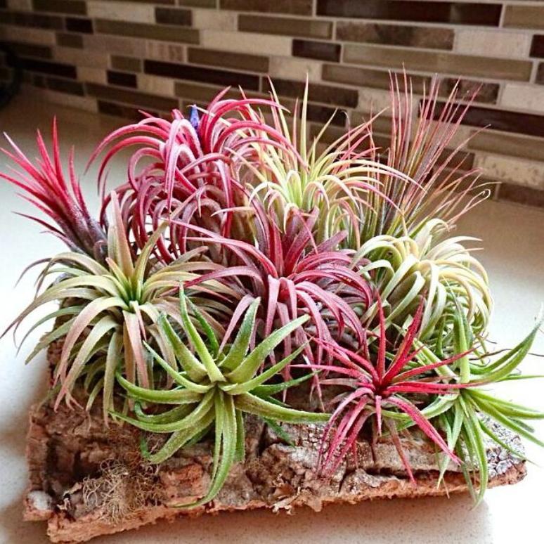 Promo Murah Tillandsia Tanaman Udara Ionantha Fuego Rubra Funckiana Vanhyningii