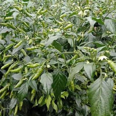 Grdn- Benih Cabe Rawit Unggul Varietaz 22 - Bibit Cabe Varietas 22