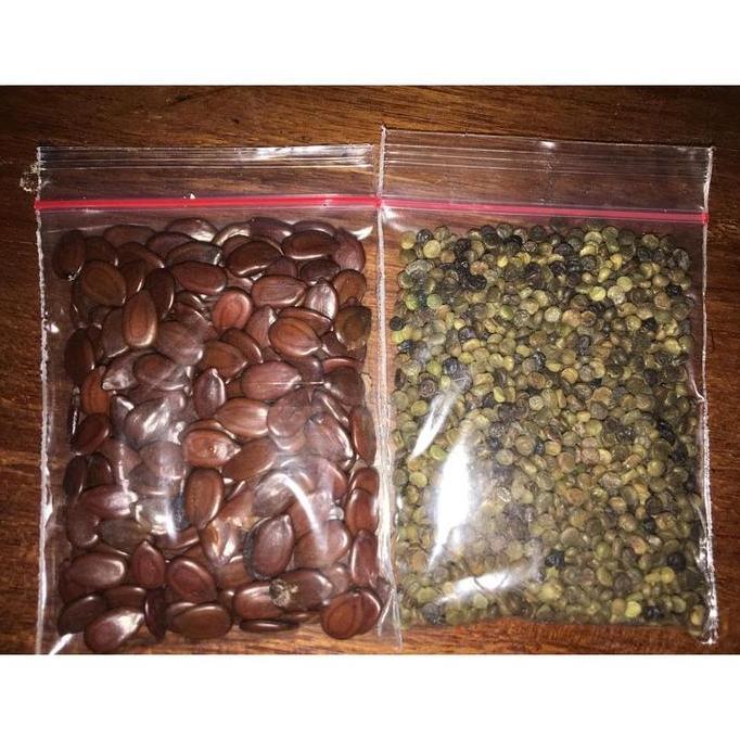 Grdn- Benih Indigofera Dan Lamtoro Kualitas Super