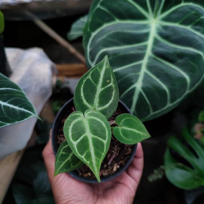 ORIGINAL Anthurium R x Anthurium Dorayaki READY STOCK