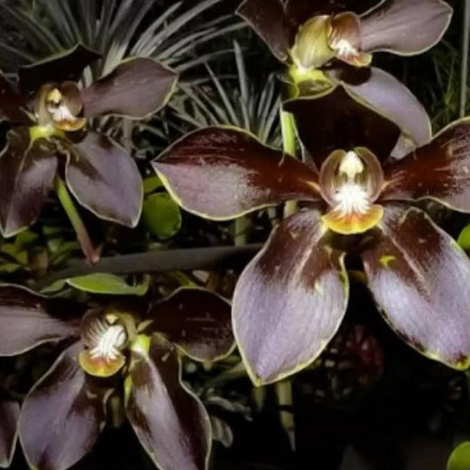 Expert- Seedling Anggrek Grammatophyllum Martae