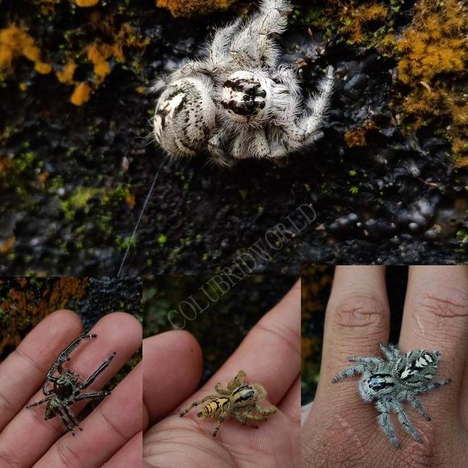 Expert- Jumping spider