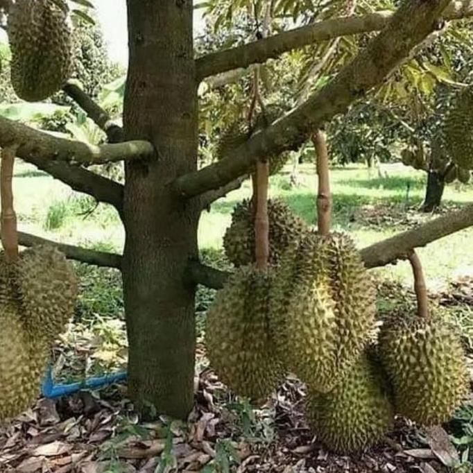 Bibit Buah Durian Bor Bisa Berbuah Pohon Pendek Bibit Hasil BEST JAMIN HALAL