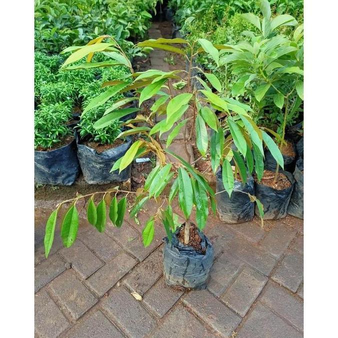 Cangkok Bibit Tanaman Pohon Buah Duren Durian Montong Musang King HALAL