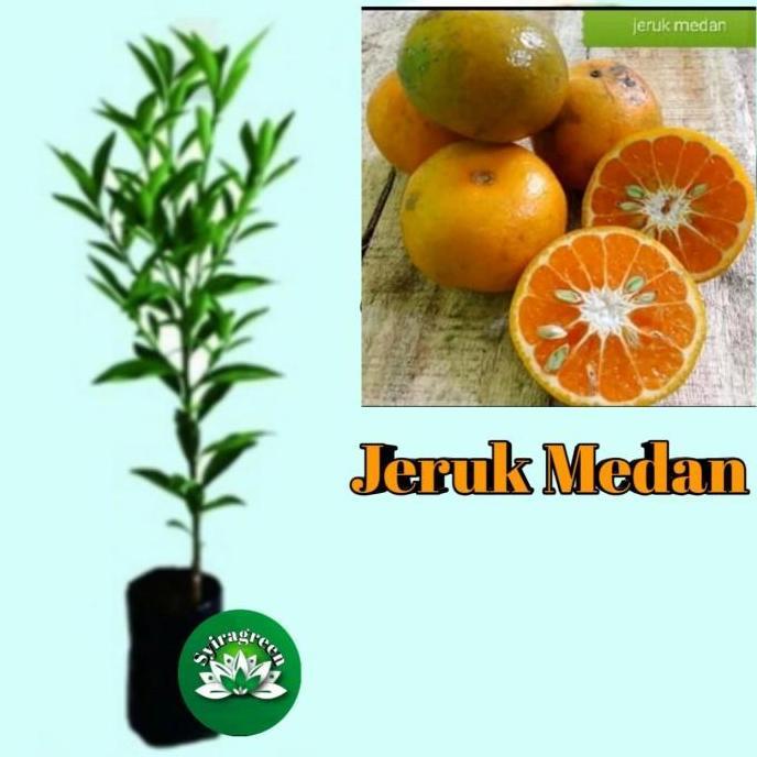 POHON bibit jeruk medan tanaman buah JAMIN HALAL