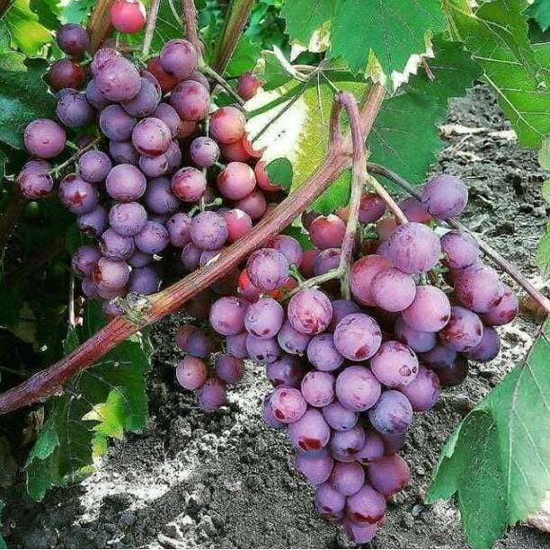 POHON Bibit tanaman buah anggur merah JAMIN HALAL