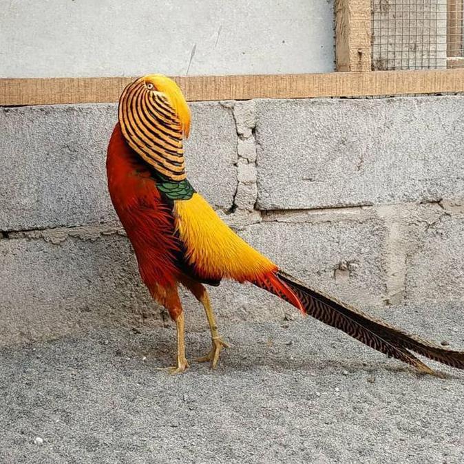 telur ayam hias golden Pheasant untuk ditetaskan