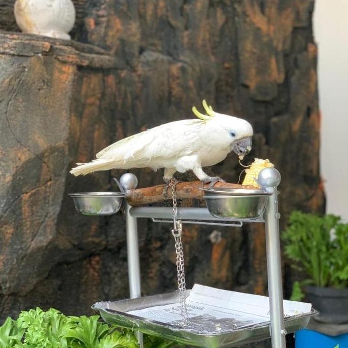 Tangkringan / Pangkringan burung kakatua,bayan,nuri