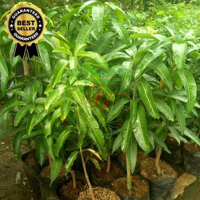 Pohon Mangga Harum Manis/Bibit Pohon Mangga Harum Manis/ Tinggi 1Meter