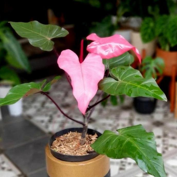 Philodendron Dark Lord Pink