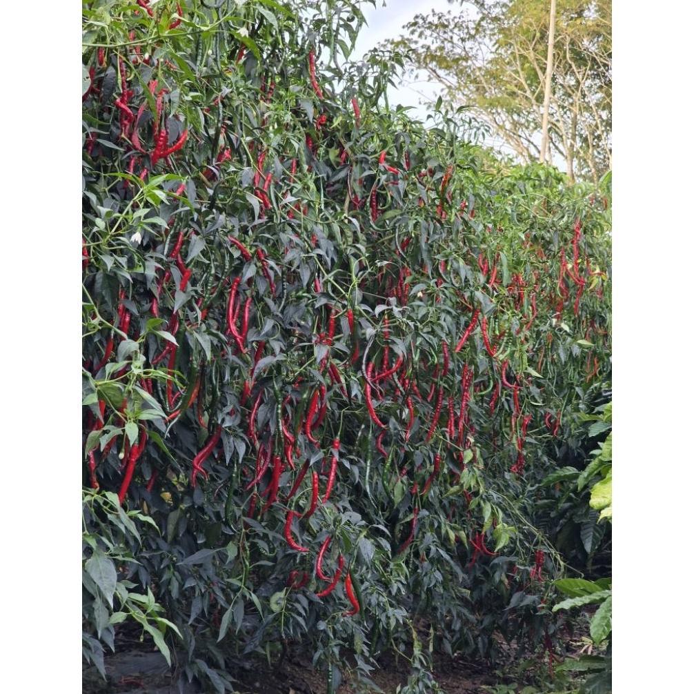 Bibit Cabe Merah Lokal Batu Garut 30gram 4500 Biji