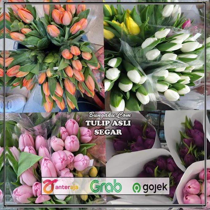 bagio_shopcenter - bunga tulip / bunga tulip segar asli / bunga tulip fresh