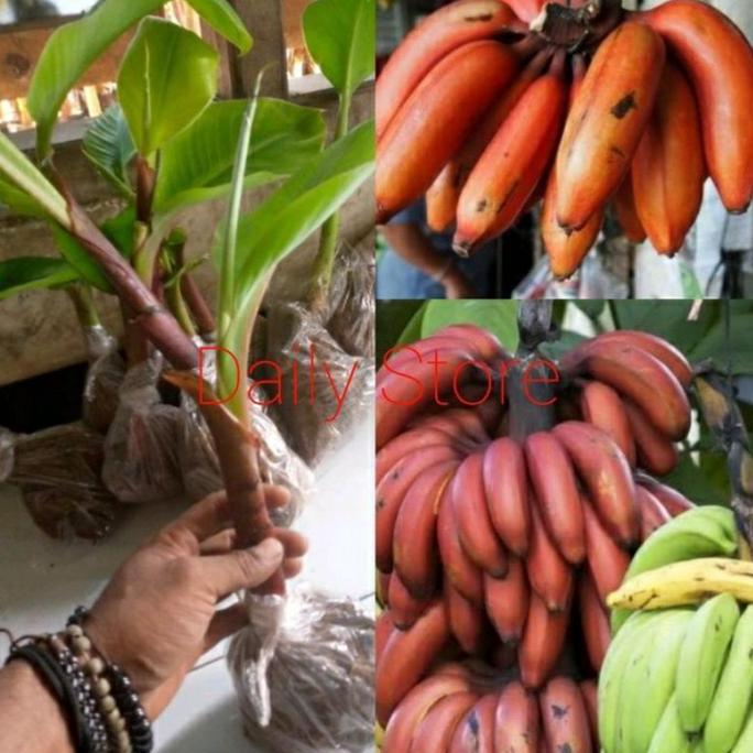Pisang merah, bibit pisang merah pisang hurang / kidang