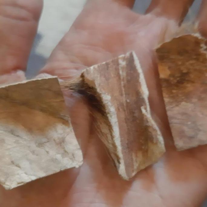 koleksi kulit maung ori ukuran 5 cm stok terbatas kode 378