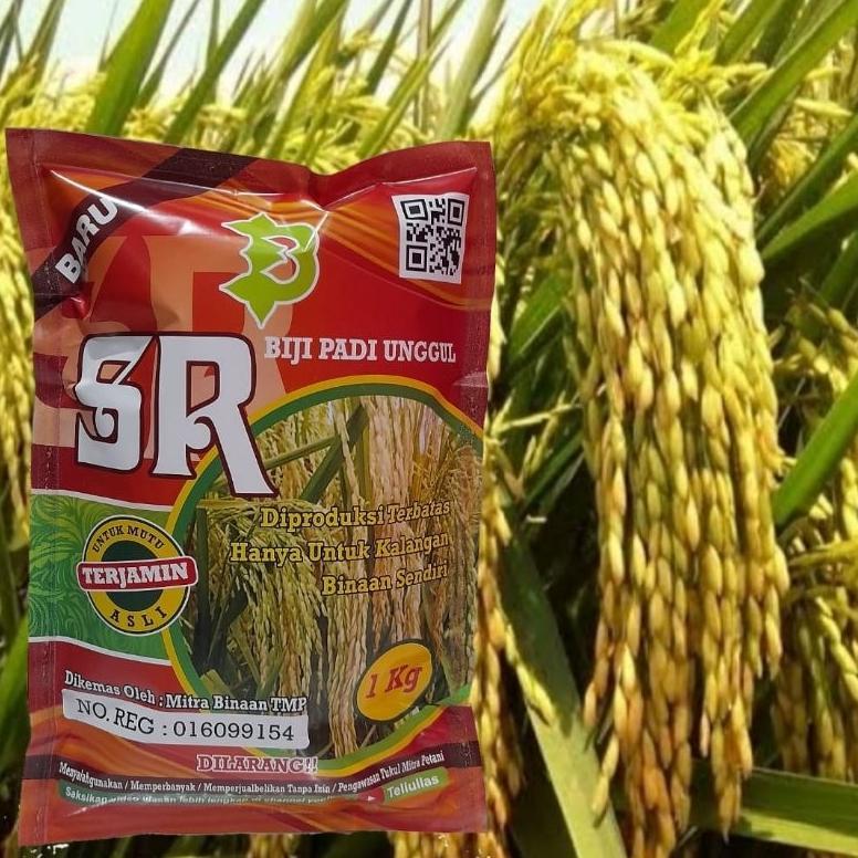 Bisa Cod Padi Unggul Sr Super Genjah Terbaru / Biji Padi Unggul Sr >>