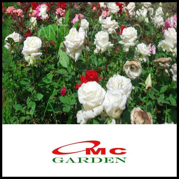 DISKON BIBIT MAWAR KAMPUNG LOKAL BUNGA PUTIH WANGI BENIH TANAMAN LAPERAN 1020