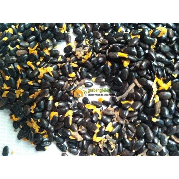 Bibit Biji Seed Benih Akasia Mangium
