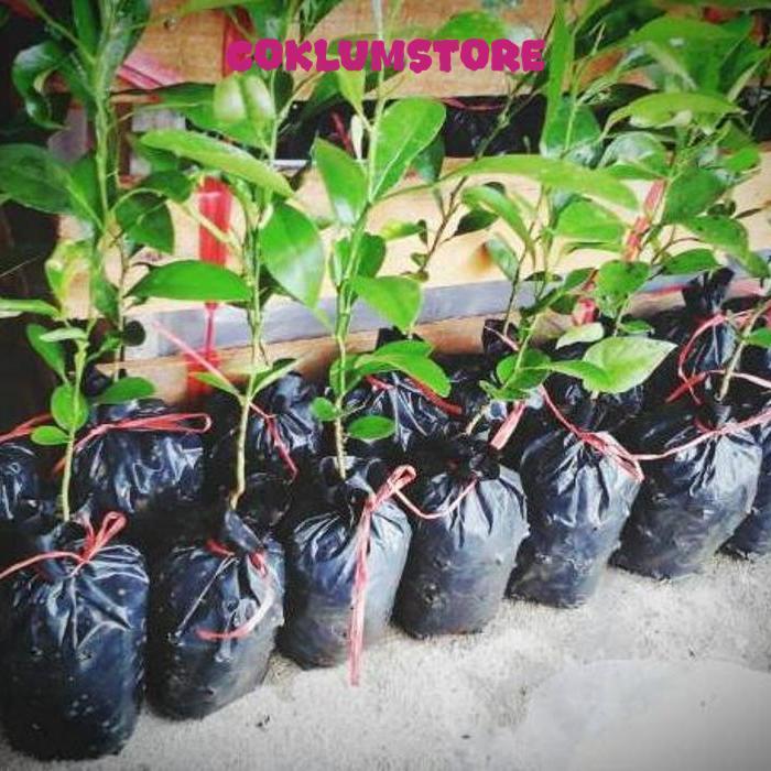 Bibit Jeruk Jungga Asam Sundai Limau Sundai