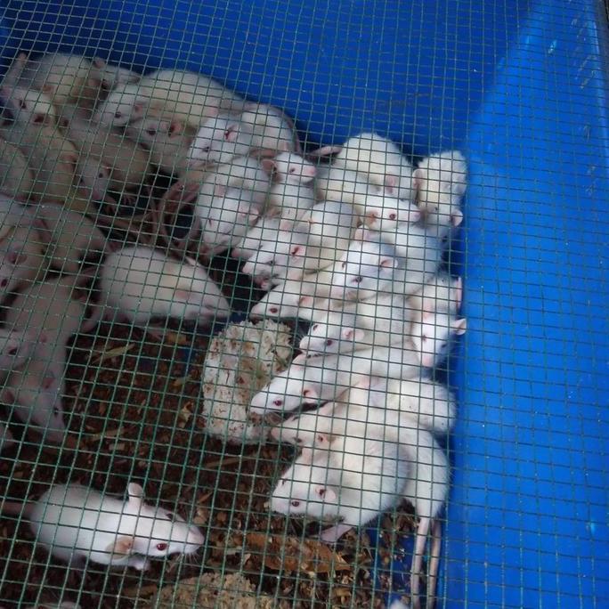 tikus putih rat small bukan mencit