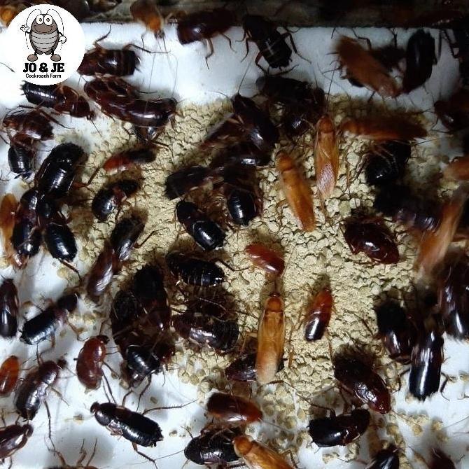 kecoa Turkish paket indukkan