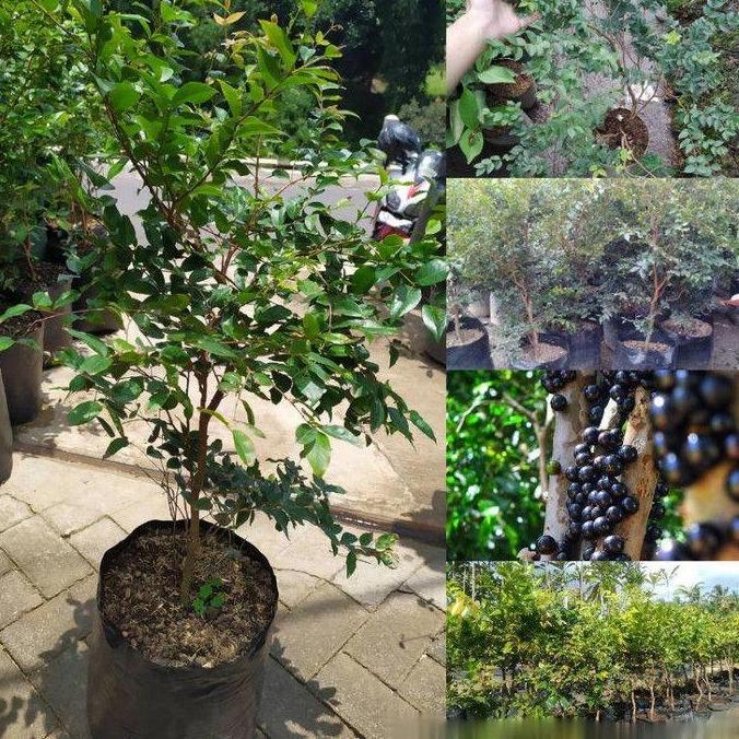 Bibit Tanaman Buah Anggur Bril Preco, Pohon Anggur Preco Bril