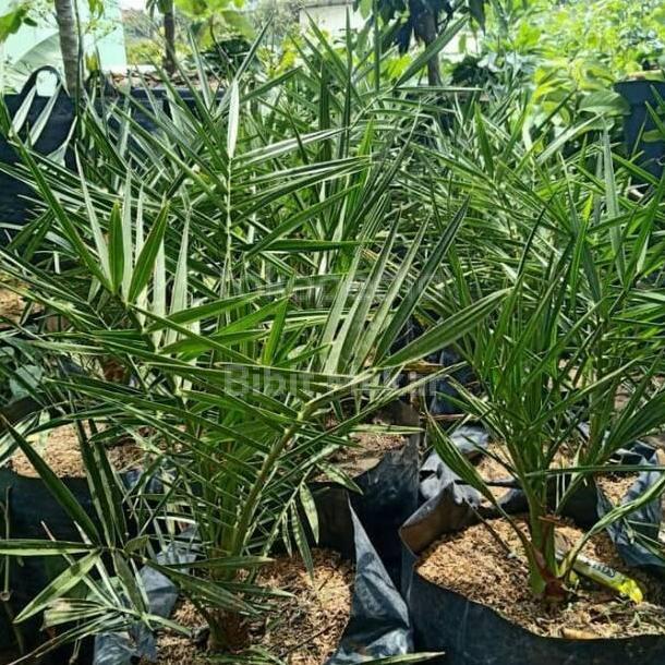 Bibit Pohon Buah Kurma Aj