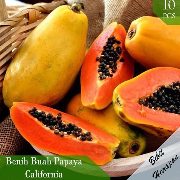 Bibit Biji Buah Pepaya Papaya California Calina IPB