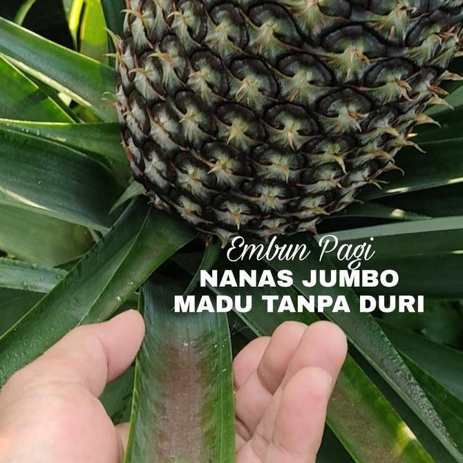Bibit Nanas Jumbo Madu Thailand Tanpa duri Tambulapot buah super jumbo