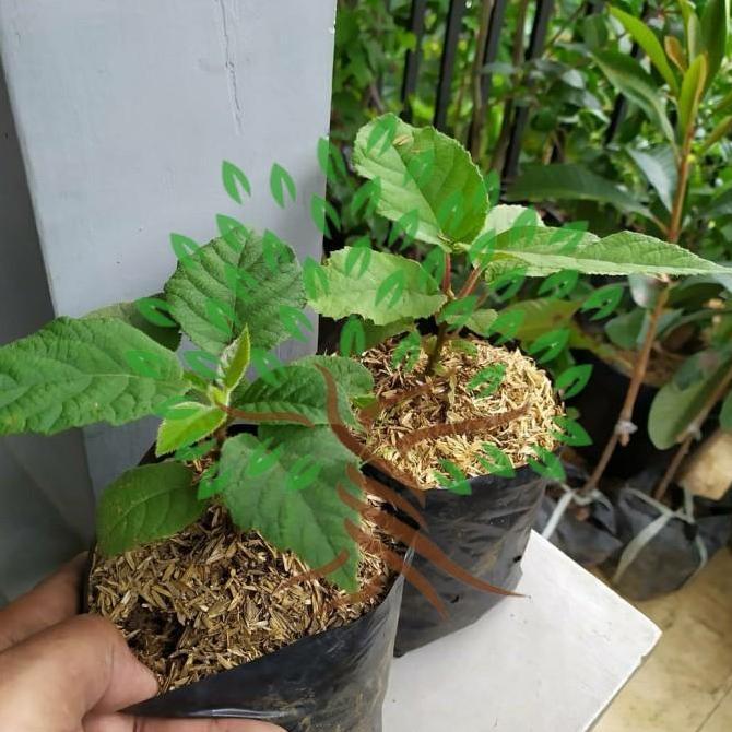 BIBIT TANAMAN BUAH KIWI JANTAN DAN BETINA-BIBIT POHON KIWI SEPAKET