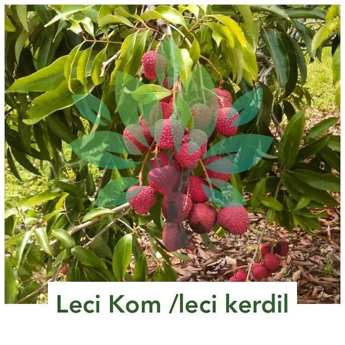 Bibit Tanaman Buah Leci Kom Cangkok-Bibit Pohon Buah Leci Kerdil