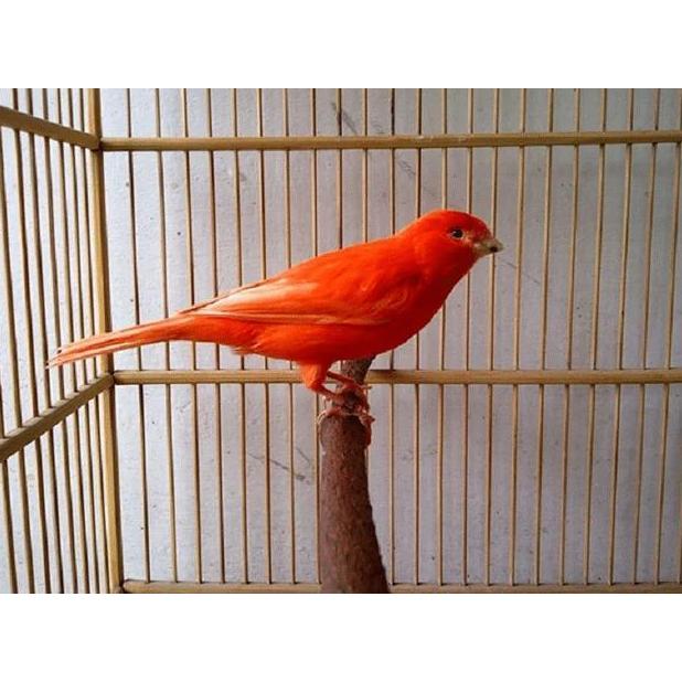 Primus Canary 300 Gram Primus Kenari Pakan Kenari