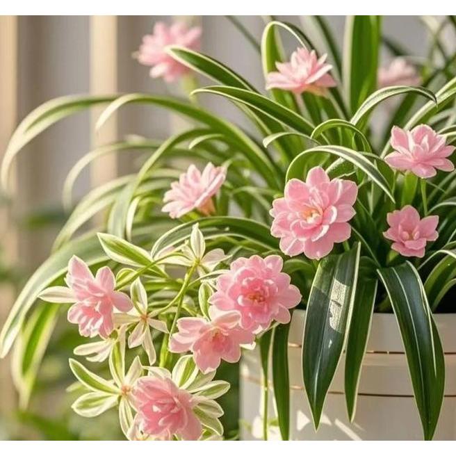 Lili Paris Beinggir Emas Benih Bunga Baruaromawangi Keras Bunga Besar Tahan Panas Dinginhias Indoor 